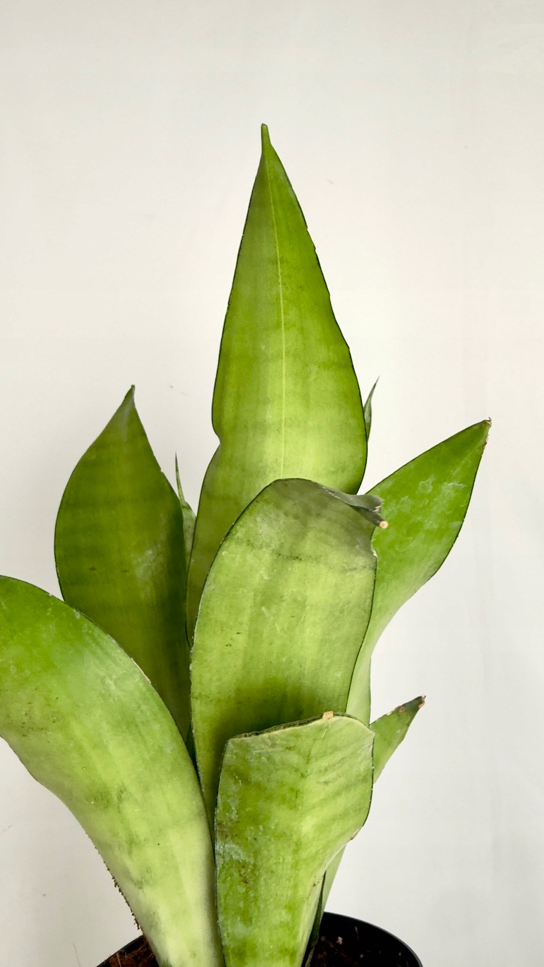 Sansevieria Moonshine