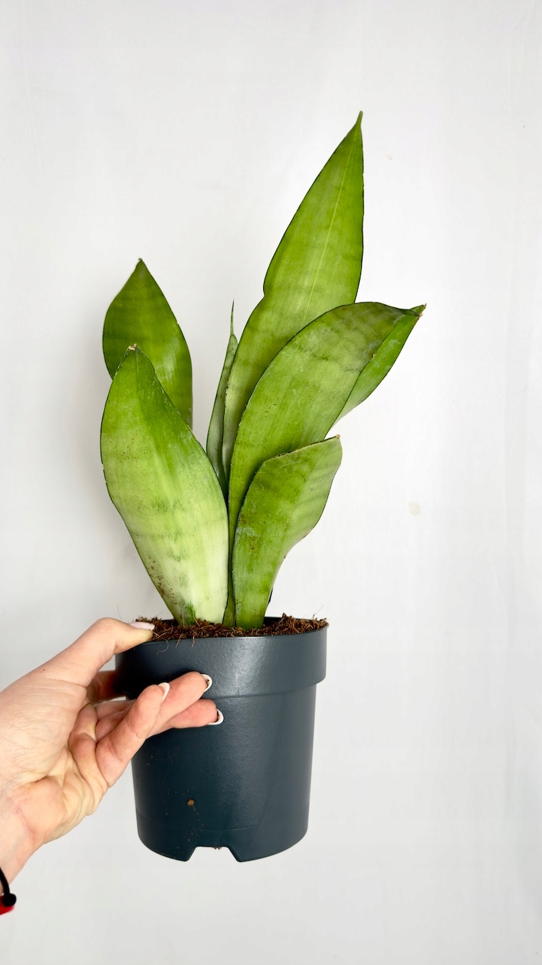 Sansevieria Moonshine