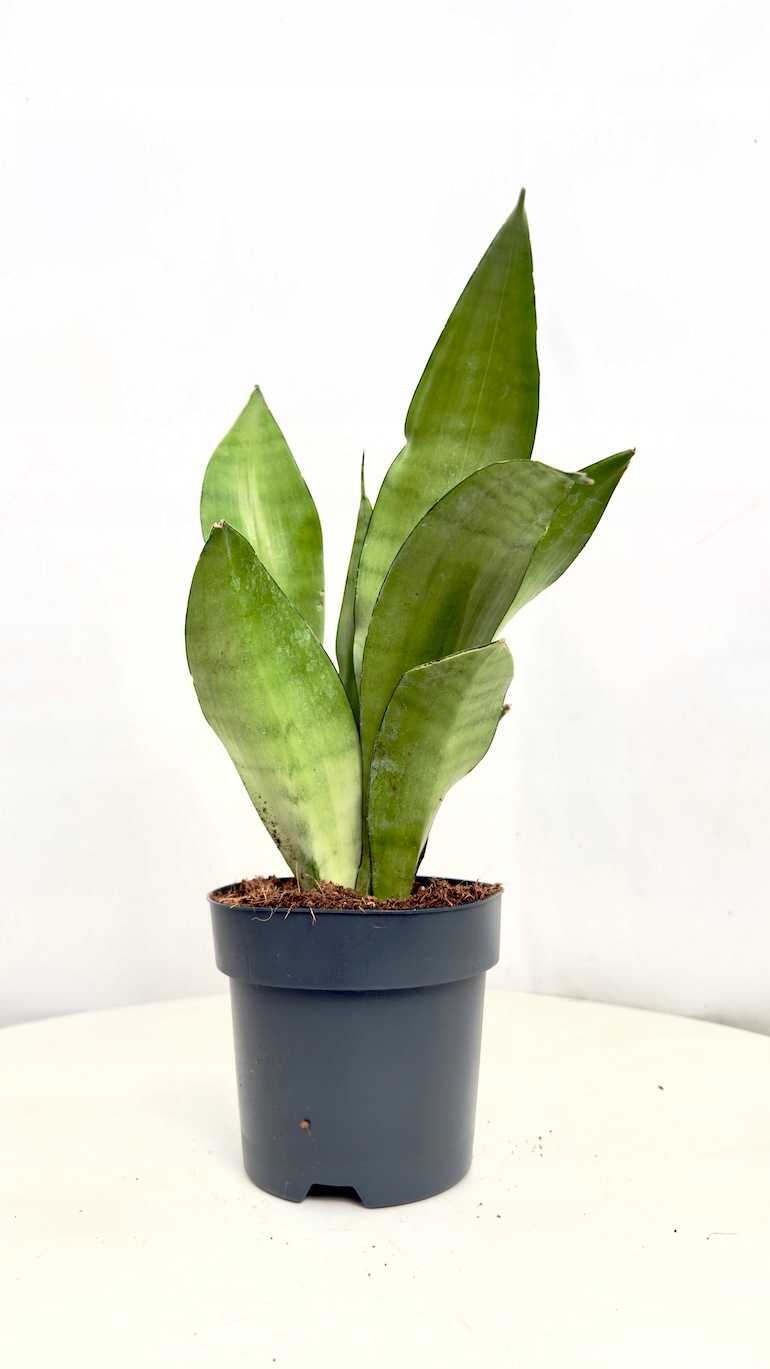 Sansevieria Moonshine